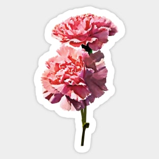 Two Pink Carnations Sticker